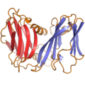 DNA virus