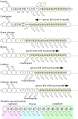 Homology (biology)