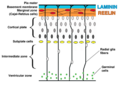 Corticogenesis in a wild-type mouse