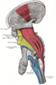 Medullary pyramids (brainstem)