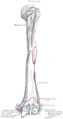 Gray's Anatomy illustration 207