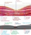 Histological image of the macula with OCT