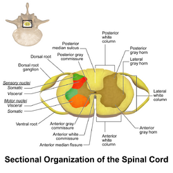 Spinal Cord Sectional Anatomy