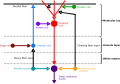 Architecture of the cerebellar cortex