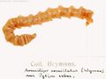 Armillifer armillatus