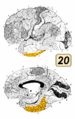Brodmann Cytoarchitectonics 20