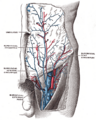 Anatomical illustration of the great saphenous vein