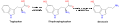 Tryptophan to serotonin pathway