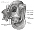 Gray's Anatomy illustration 468