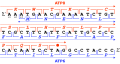 Homo sapiens mtDNA NC 012920 ATP8+ATP6 Overlap