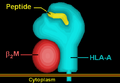 Illustration of HLA-A molecule