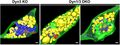 Dynamin-independent pathway of synaptic vesicle recycling