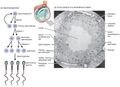 Spermatogenesis diagram