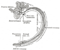 Intercostal nerves diagram