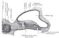 Anatomy of the cochlea