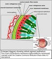 Retinal pigment epithelium