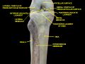 Lateral meniscus