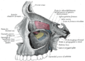 Diagram showing the position of the pterygopalatine fossa.
