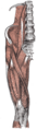 Muscles from the iliac and anterior femoral regions.