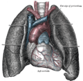 Cardiothoracic anesthesiology