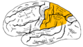 Diagram of the parietal lobe