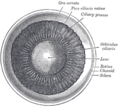 Ciliary processes