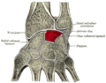 Lunate bone