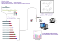 Sanger sequencing diagram
