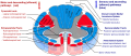 Spinal cord tracts - English
