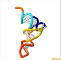 Transfer RNA animation