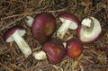 Russula xerampelina (Schaeff.) Fr
