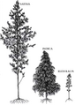 Cannabis strain