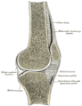 Patellar tendon