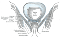 Muscles of the male perineum