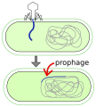 Illustration of a prophage