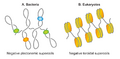 Nucleoid