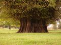 Tilia