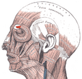 Corrugator supercilii muscle illustration