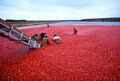 Cranberries being harvested
