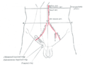 Intertubercular plane