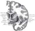 Diagram of the human brain showing the anterior commissure