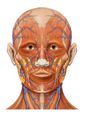 Superior labial artery