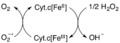Removal of O2- and H2O2 by cytochrome c