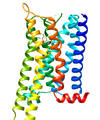 5-HT1A receptor structure