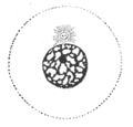 Interphase