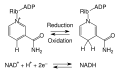 NAD Oxidation and Reduction