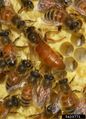 Queen and workers of Apis mellifera