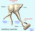 Auditory ossicles