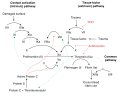 Diagram of the coagulation cascade