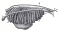 Mesonephros